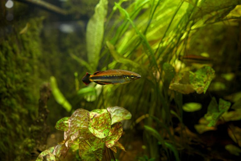 A colorful fish swims gracefully in a lush, green tropical aquarium setting.