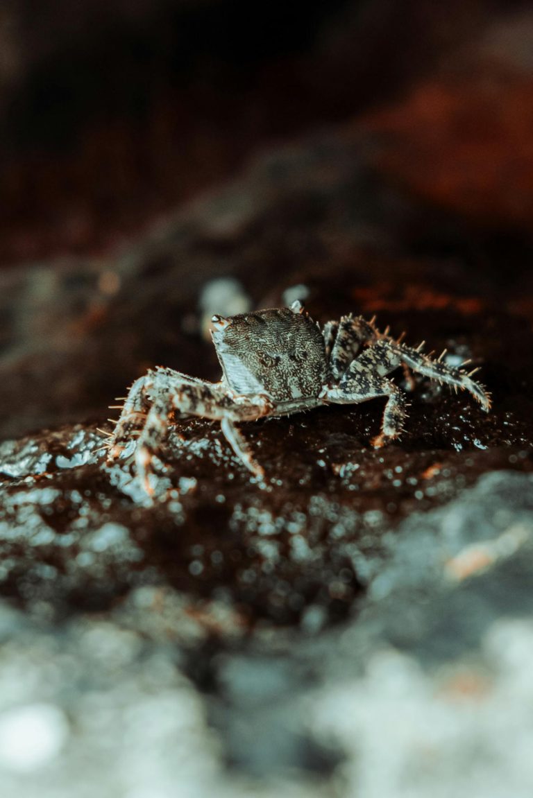 Close-up of a crab on a wet rock, showcasing its detailed texture and natural habitat.