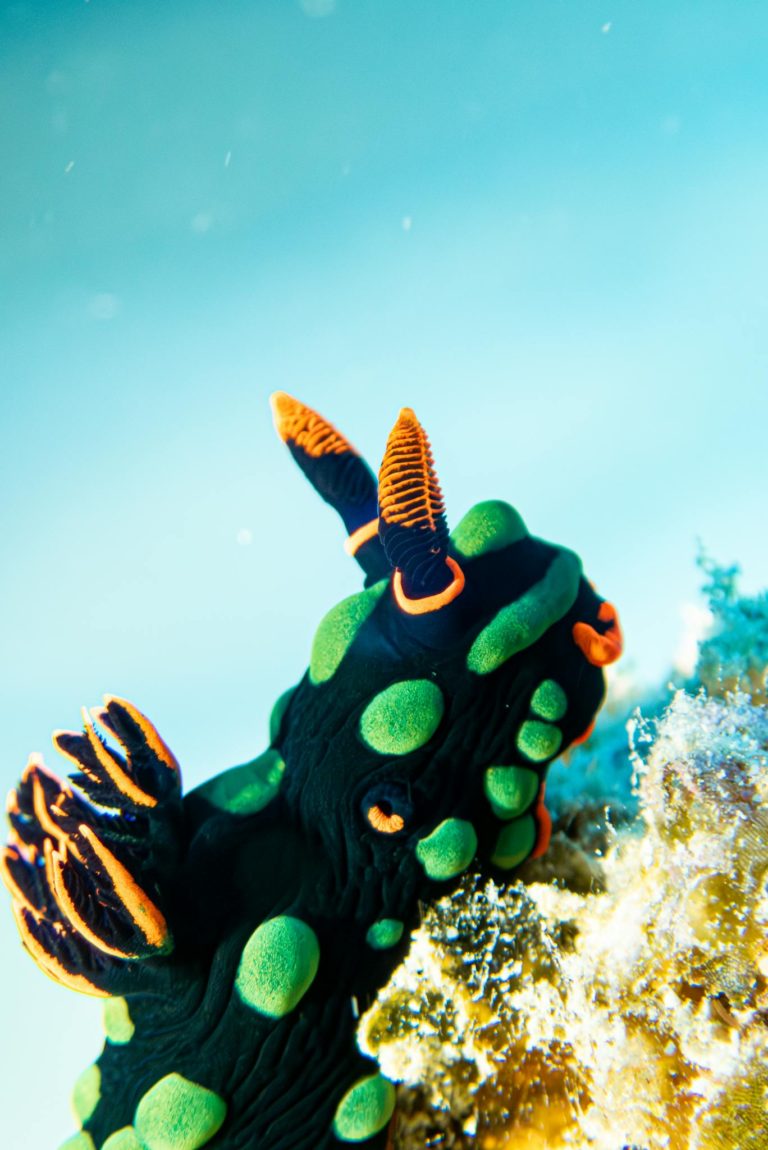 Close-up of colorful nudibranch demonstrating macro photography underwater.